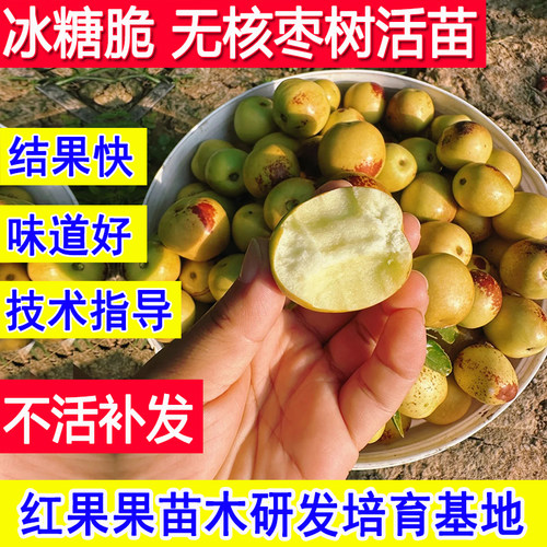冰糖脆枣树活苗无核冰糖心冬枣苗