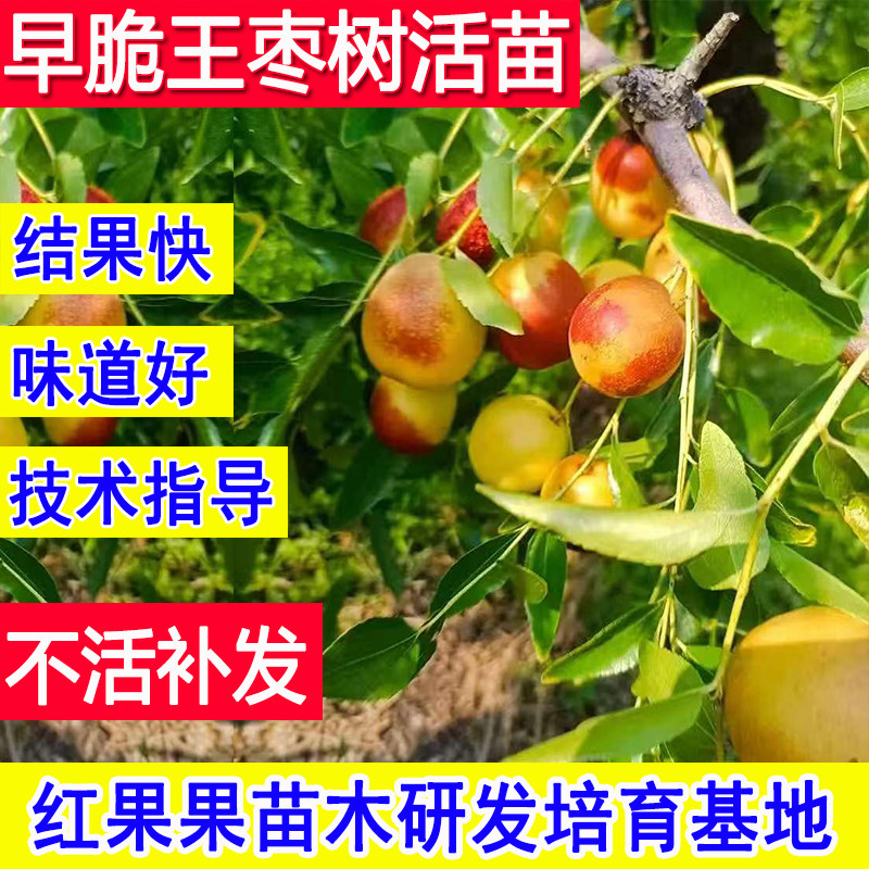 早脆王枣苗嫁接枣树活苗北方耐寒冻南方庭院大枣超甜特大号老品种