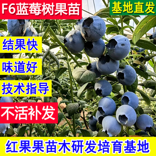 F6蓝莓树果苗盆栽阳台庭院蓝莓苗北方耐寒基地特大号大树南方种植