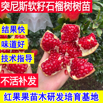 突尼斯软籽石榴苗正宗特大石榴树