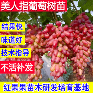 美人指葡萄苗金手指葡萄树嫁接苗庭院小苗超大号耐冻老桩当年结果