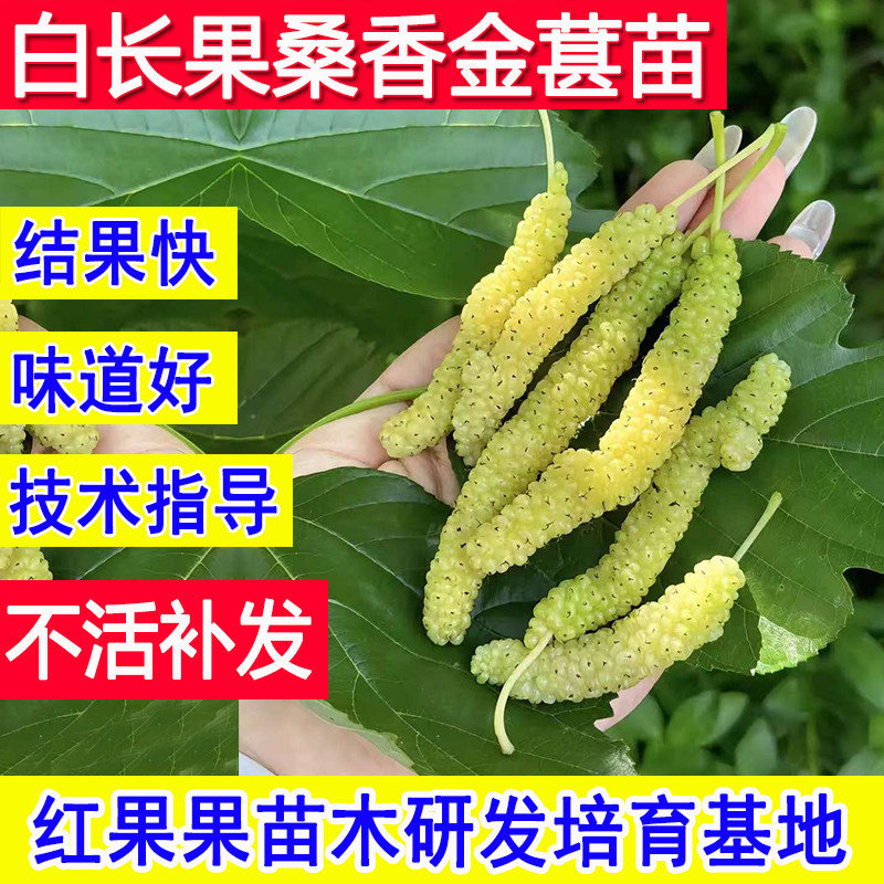 白长果桑葚树苗香金葚果苗特大号耐寒北方南方食用养蚕当年结果苗