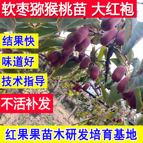 大红袍软枣猕猴桃苗基地耐冻爬藤