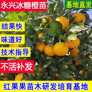 永兴冰糖橙苗耐寒橙子树苗耐冻庭院超大号嫁接苗树当年结果树果苗