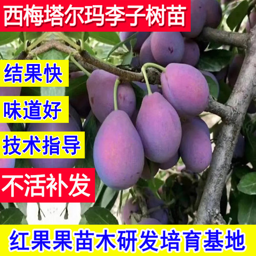 塔尔玛西梅苗耐寒嫁接西梅树果苗
