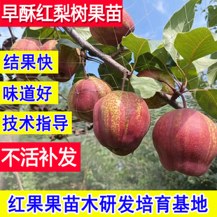 早酥红梨树果苗当年结果嫁接梨子苗树南北方耐寒庭院盆栽小苗大树