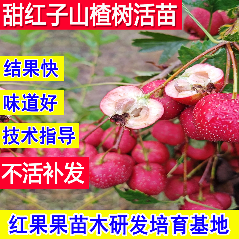 甜红子山楂树活苗老品种嫁接苗