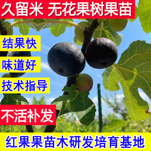 久留米无花果树果苗当年结果耐寒