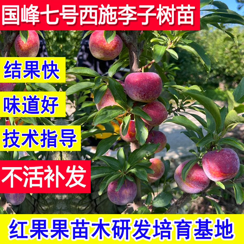 国峰七号李子树苗超大号耐寒嫁接西施李子水果苗树南北方种植庭院,鲜花速递/花卉仿真/绿植园艺,果树,淘宝优惠券,粉丝福利购,淘宝优惠卷