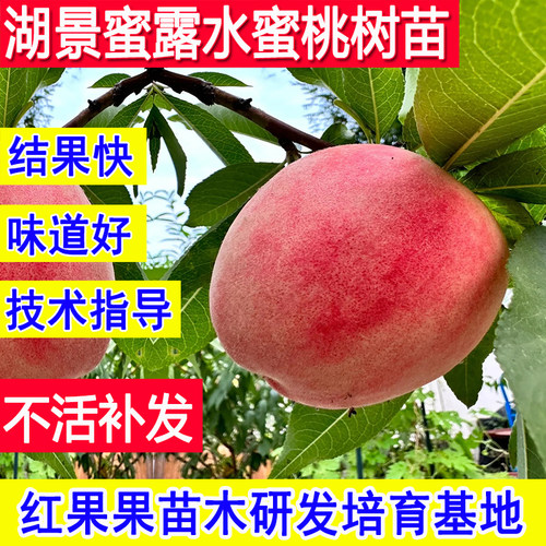 湖景蜜露水蜜桃树果苗嫁接新品种