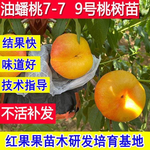 油蟠桃嫁接中油蟠9号新品种活苗