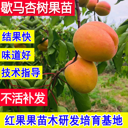 歇马杏苗特大号杏树果苗当年结果