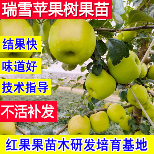 瑞雪苹果树果苗嫁接苗庭院矮化苗