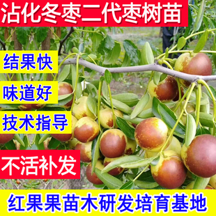 沾化冬枣二代树苗嫁接苗山东基地超大号耐寒冻庭院大树超甜特大号