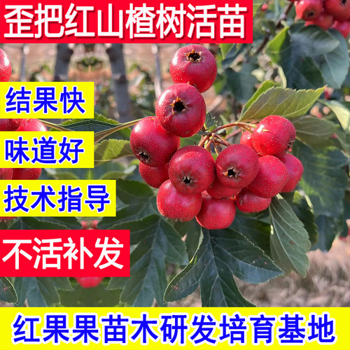 歪把红山楂树活苗嫁接苗特大庭院