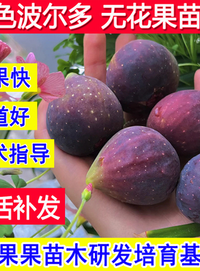 紫色波尔多无花果苗盆栽庭院特大果耐寒矮化当年结果无花果树果苗