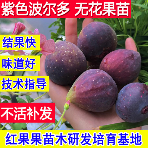 紫色波尔多无花果苗盆栽庭院特大