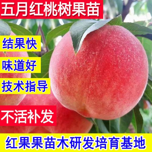 五月红桃树果苗早熟嫁接苗新品种