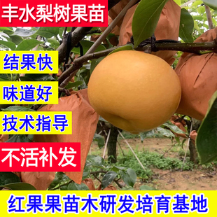 丰水梨树果苗嫁接苗耐寒梨子苗树庭院当年结果南北方盆栽小苗大树