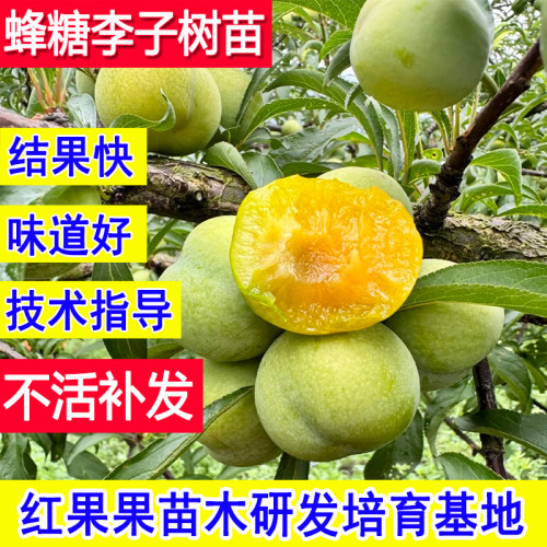 正宗蜂糖李子树苗嫁接苗超特大号