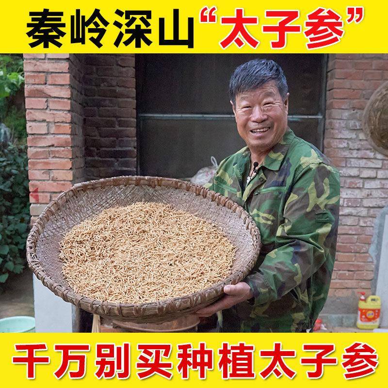 正宗深山太子参500g正品官方经营店孩儿参搭麦冬儿童成长汤