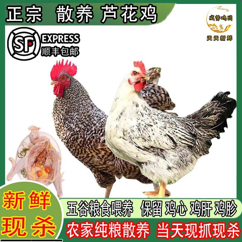 散养芦花鸡新鲜现杀正宗土鸡大公鸡农家散养3年老母鸡煲汤月子鸡