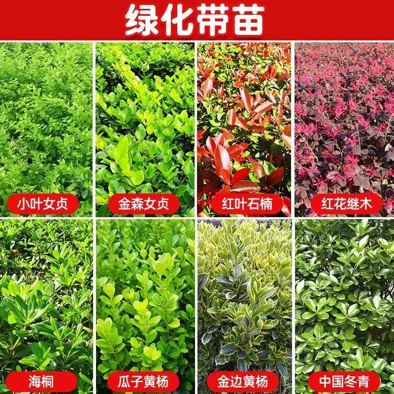 金边瓜子a黄杨树苗金森小叶女贞冬青苗红叶石楠海桐红花继木绿化