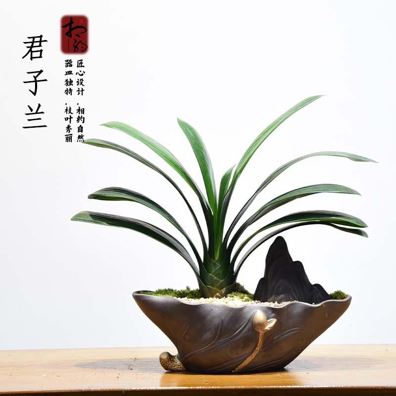 莲归紫砂君子兰盆栽盆景摆件装饰客厅水培绿植花卉室内用大号四季