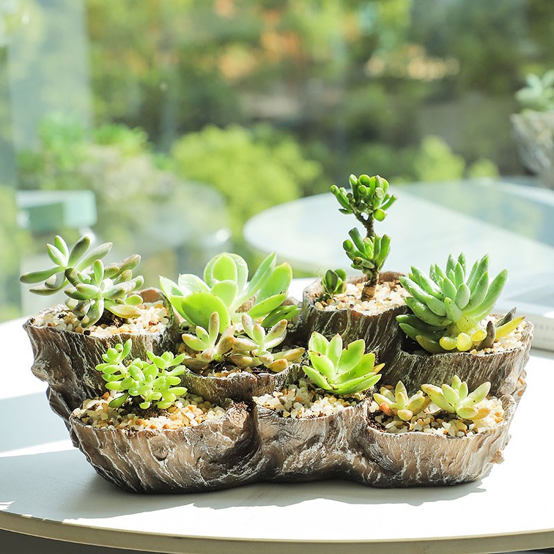 树根盆景多肉植物大号创r意个性仿木多口多洞多肉花盆景观肉肉拼