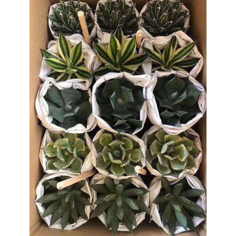 【基地直供】绿植盆栽 盆栽花卉 居家绿植 植物花卉 吉祥兰