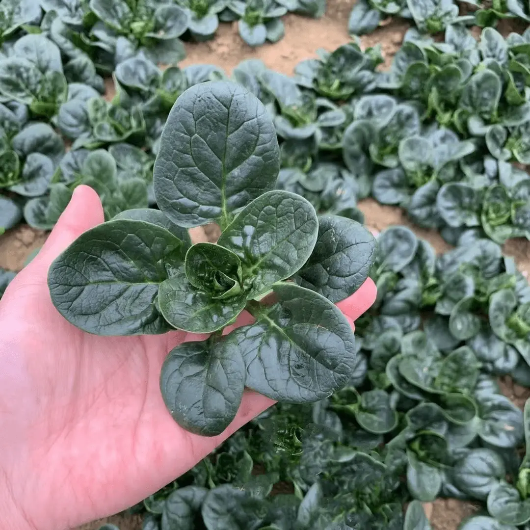 【趴地菠菜种子】阳台盆栽小院家庭菜园蔬菜种子种植L