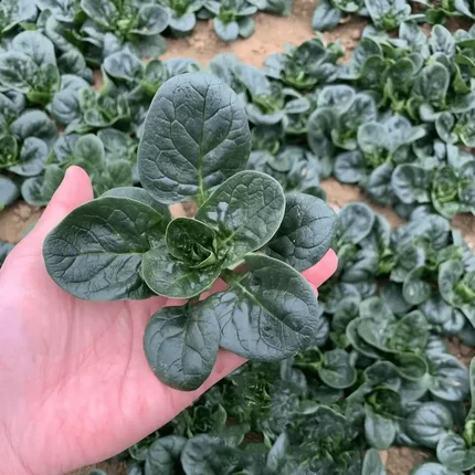 【趴地菠菜种子】阳台盆栽小院家庭菜园蔬菜种子种植L