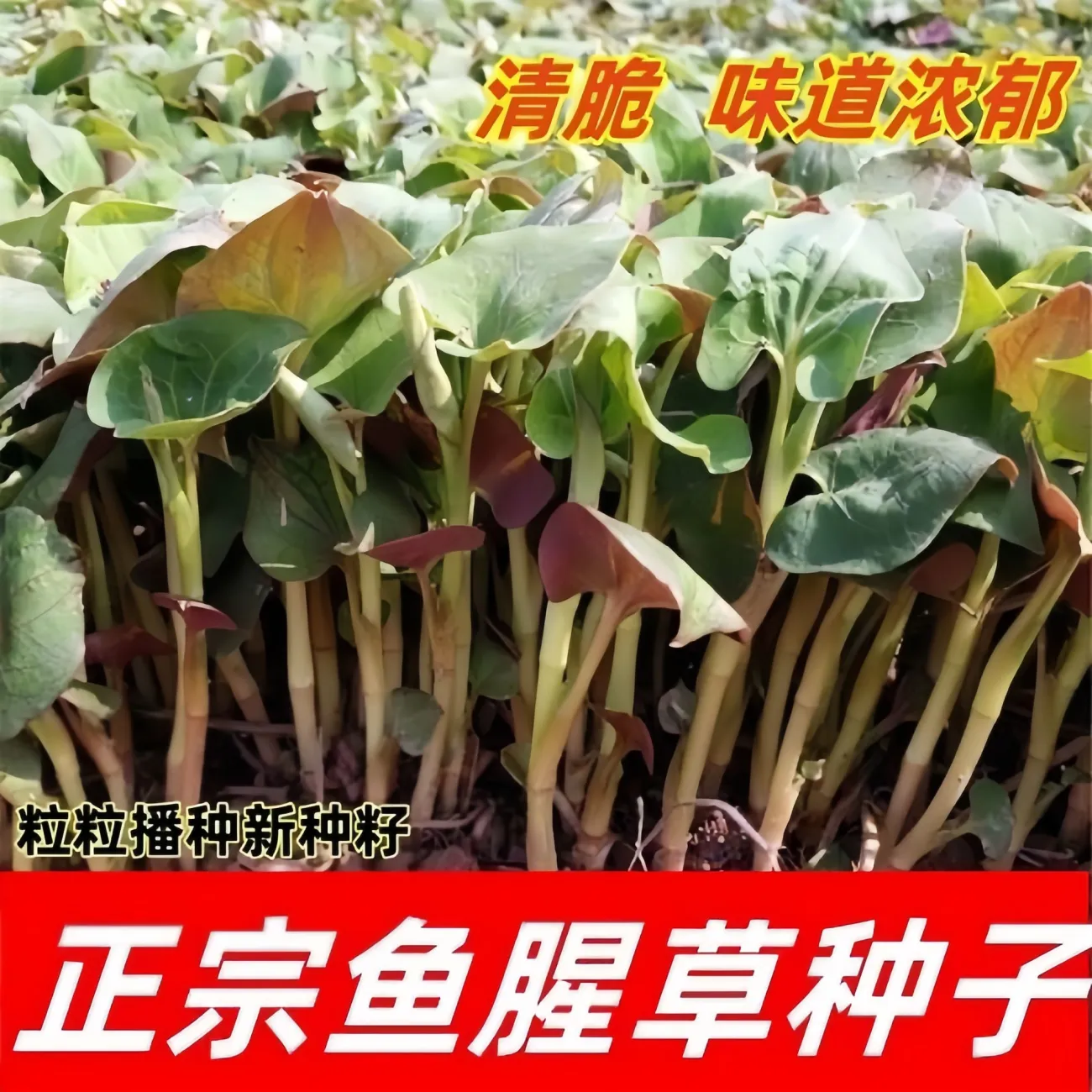 【下单立减10】鱼腥草种子四季种植阳台庭院盆栽地载蔬菜种植D