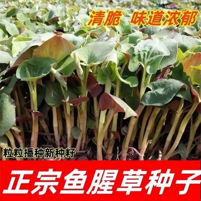 【下单立减10】鱼腥草种子四季种植阳台庭院盆栽地载蔬菜种植D