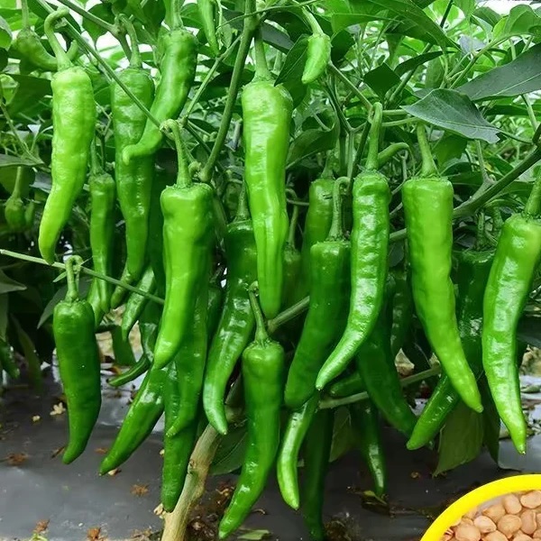 【立减10元】樟树港辣椒种子春播高产早熟辣椒种子香辣四季辣椒W