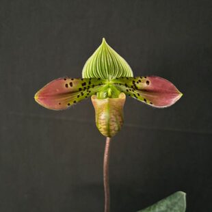 绿缘兰花 实生苗原生种-秀丽兜兰（Paph.venustum）龟壳兜兰斑叶