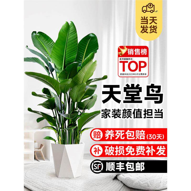 天堂鸟盆栽客厅大型绿植物办公室内落地鹤望兰四季常青好养去甲醛
