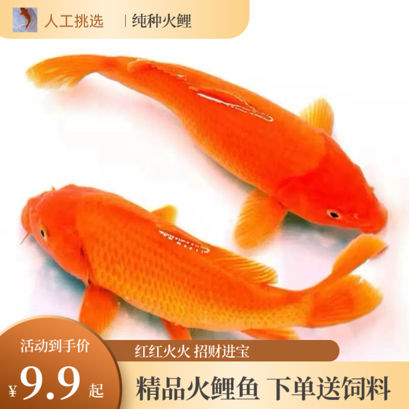 纯种招财火鲤锦鲤鱼苗观赏鱼活鱼金鱼好养耐活冷水旺红色鲤鱼