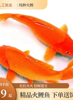 纯种招财火鲤锦鲤鱼苗观赏鱼活鱼金鱼好养耐活冷水旺红色鲤鱼