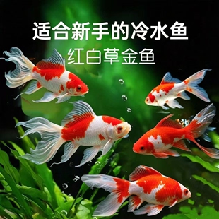 鱼你游红白草金鱼冷水鱼好养易存活小鱼苗淡水鱼红草观赏鱼