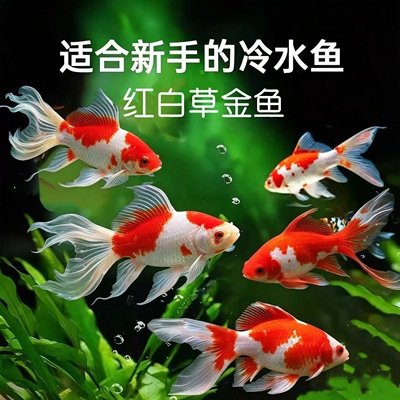 鱼你游红白草金鱼冷水鱼好养易存活小鱼苗淡水鱼红草观赏鱼