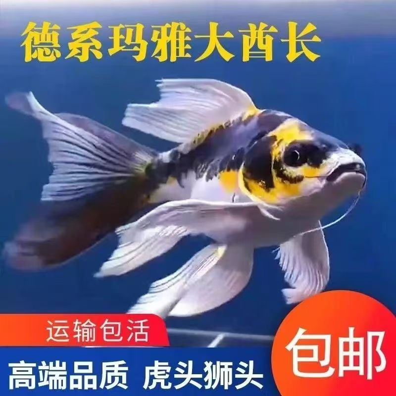 德系普身玛雅锦鲤好养淡水鱼观赏鱼冷水锦鲤精品渔场直发
