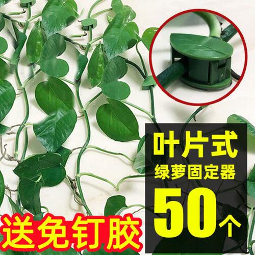 绿萝爬墙神器爬藤杆固定器夹子挂钩夹扣卡扣墙壁绿箩攀爬植物绿植
