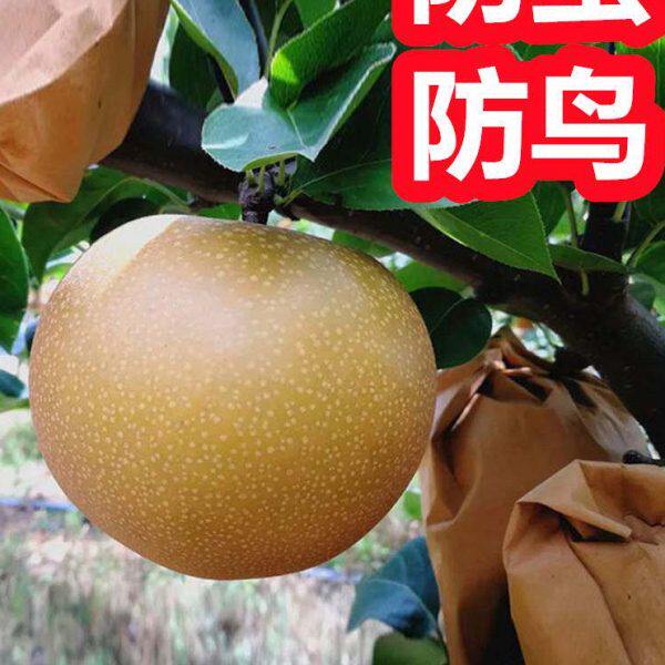 梨子套袋专用袋 梨套袋专用袋 套梨的袋子 梨树套袋 梨子专用套袋