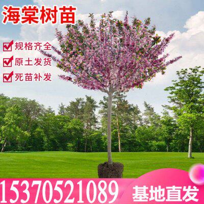 庭院地栽大型高杆海棠树苗西府海棠垂丝海棠花耐寒植物花四季开花