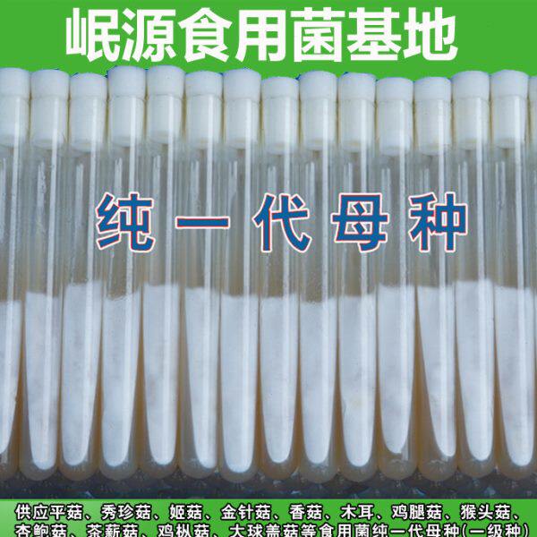 食用菌纯一代试管母种斜面平菇木耳香菇灵芝秀珍一级种新品种菌种
