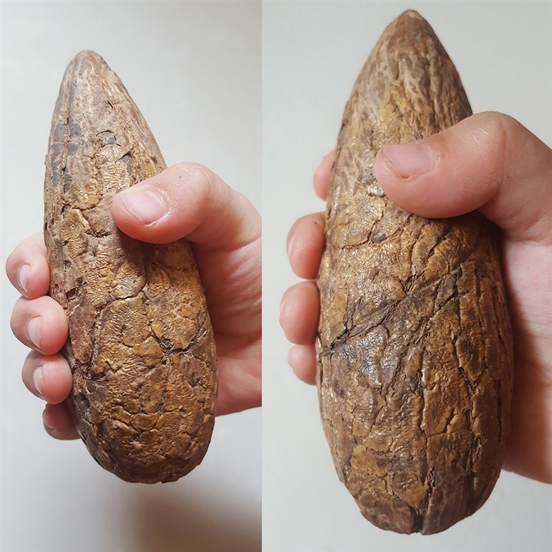 千眼菩提子原籽i原料果菩提籽彩果绿果通货按斤手把件包邮老料胖