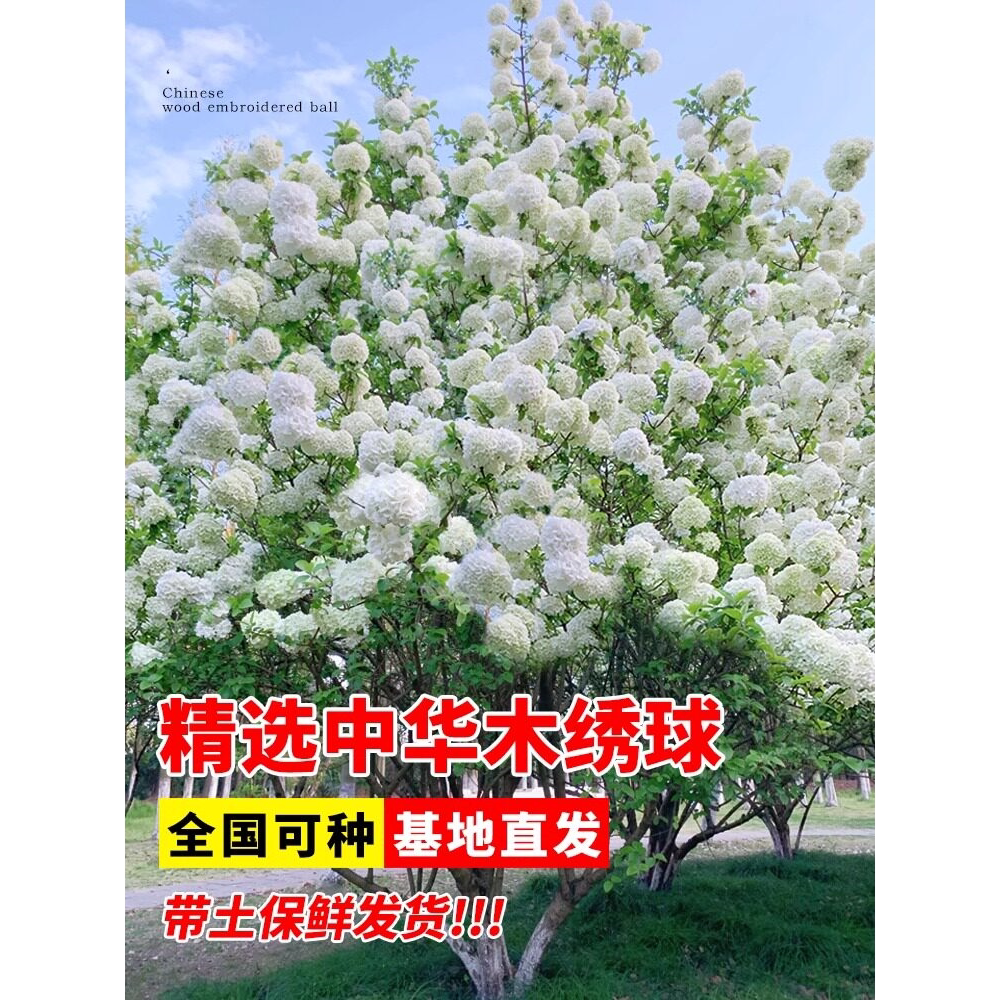 中华木绣球树苗庭院室外地图片