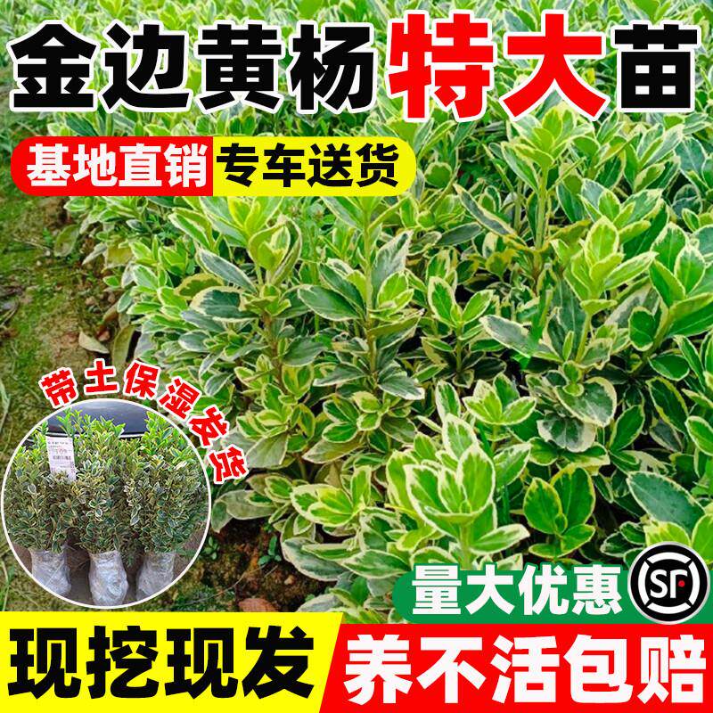 金边黄杨苗四季常青盆景瓜