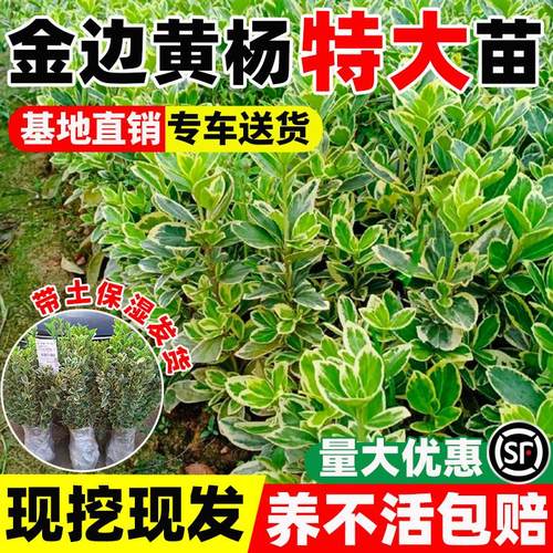 金边黄杨苗四季常青盆景瓜
